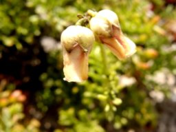 Hermannia succulent species flowers