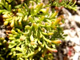 Hermannia succulent species leaves