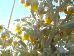 Hermannia vestita in white woolly cover