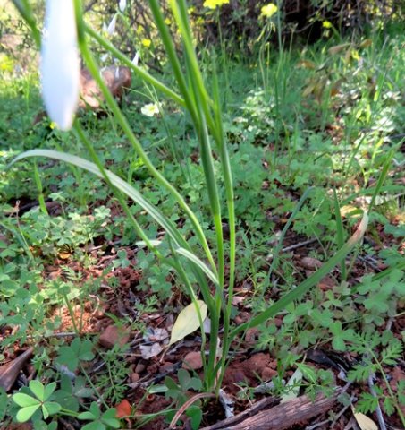 Hesperantha bachmannii leaves