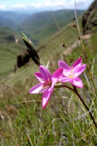 Hesperantha baurii subsp. baurii 