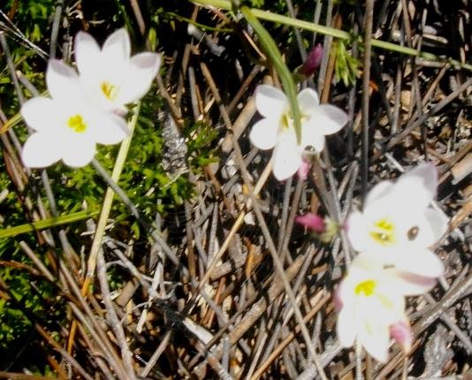 Hesperantha falcata