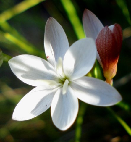 Hesperantha falcata anthers and stigma branches
