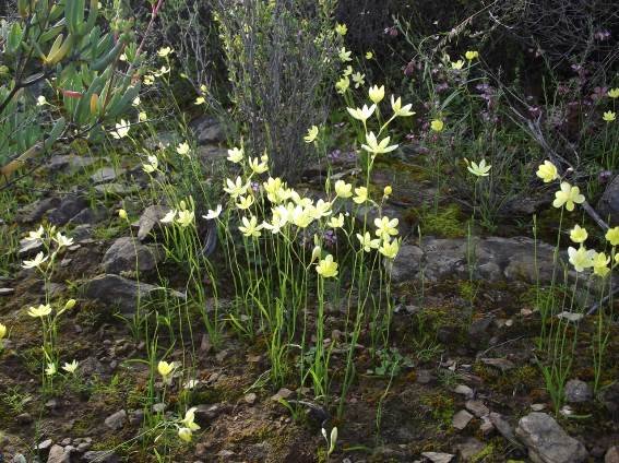 Hesperantha falcata Little Karoo colony