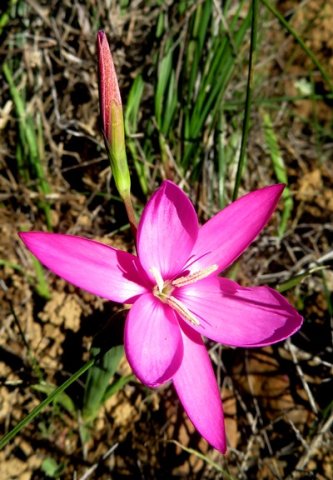 Hesperantha pauciflora flower and bud