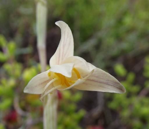 Hesperantha radiata subsp. radiata flower opening