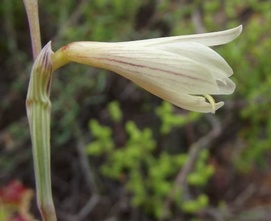 Hesperantha radiata subsp. radiata perianth profile