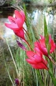 Hesperantha coccinea flowers