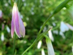 Hesperantha bachmannii old discoloured flower