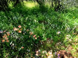 Hesperantha bachmannii in numbers