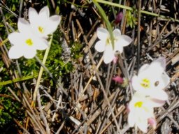 Hesperantha falcata