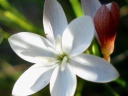 Hesperantha falcata anthers and stigma branches