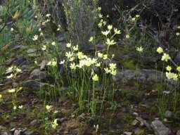 Hesperantha falcata Little Karoo colony