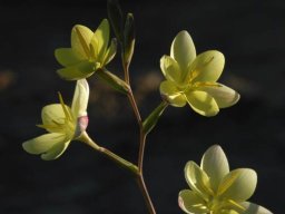 Hesperantha falcata pale yellow inflorescence 