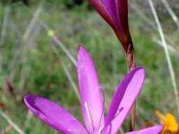 Hesperantha pauciflora half-opened tepals