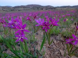 Hesperantha pauciflora mass action
