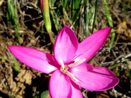 Hesperantha pauciflora flower and bud