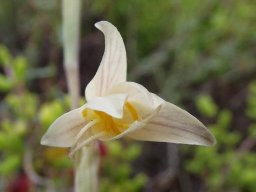 Hesperantha radiata subsp. radiata flower opening