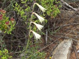 Hesperantha radiata subsp. radiata