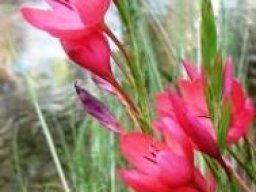 Hesperantha coccinea flowers