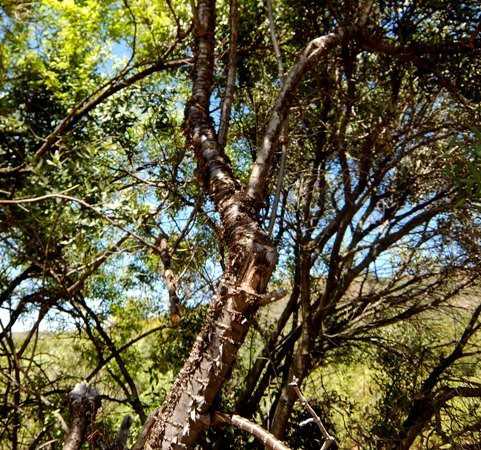 Heteromorpha arborescens var. abyssinica stem