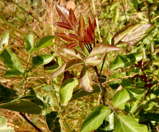 Heteromorpha arborescens var. abyssinica red young leaves