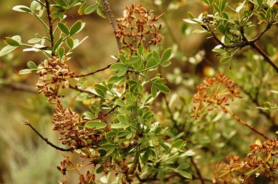 Heteromorpha arborescens var. abyssinica leaves and fruit