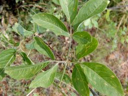 Heteromorpha arborescens var. abyssinica leaf
