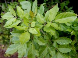 Heteromorpha arborescens var. abyssinica lush stem-tip