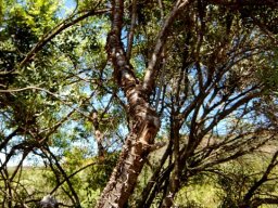 Heteromorpha arborescens var. abyssinica stem