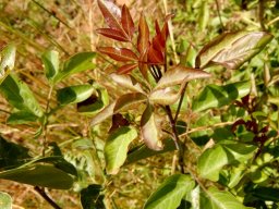 Heteromorpha arborescens var. abyssinica red young leaves