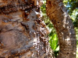 Heteromorpha arborescens var. abyssinica mature stem