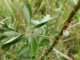 Heteromorpha arborescens var. abyssinica young stem