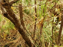 Heteromorpha arborescens var. abyssinica bark