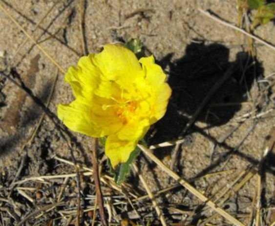 Hibiscus aethiopicus var. aethiopicus flower
