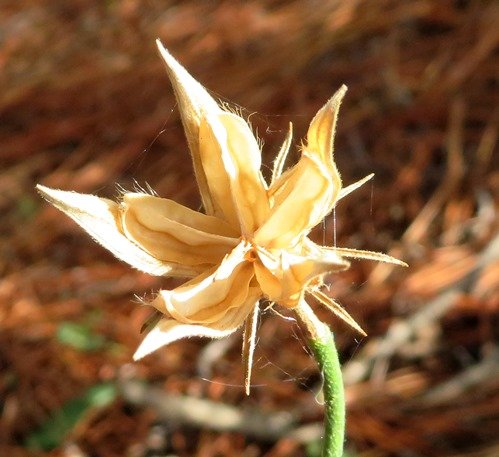 Hibiscus pusillus dry fruit capsule