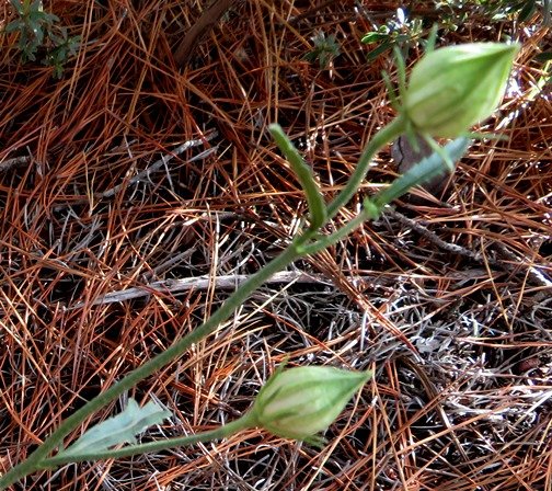Hibiscus pusillus pointed buds