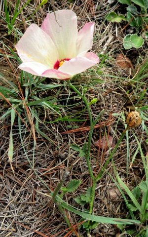 Hibiscus pusillus