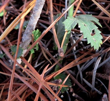 Hibiscus pusillus leaves of two shapes