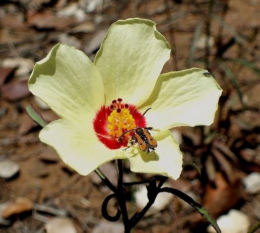Hibiscus pusillus red flower base