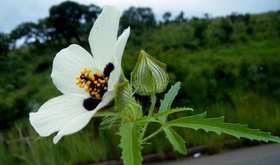 Hibiscus trionum 