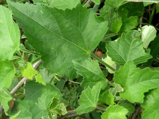 Hibiscus vitifolius leaves