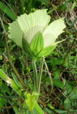 Hibiscus vitifolius calyx and epicalyx