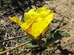Hibiscus aethiopicus var. aethiopicus