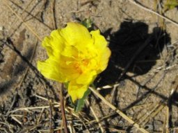 Hibiscus aethiopicus var. aethiopicus flower