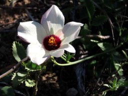 Hibiscus aethiopicus var. ovatus maroon-eyed