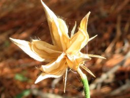 Hibiscus pusillus dry fruit capsule