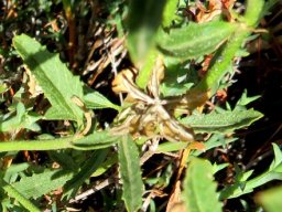 Hibiscus pusillus narrow leaves
