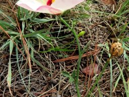 Hibiscus pusillus