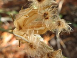 Hibiscus pusillus long-haired seeds